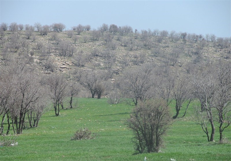 مرثیه ای برای جنگل های بلوط زاگرس 4