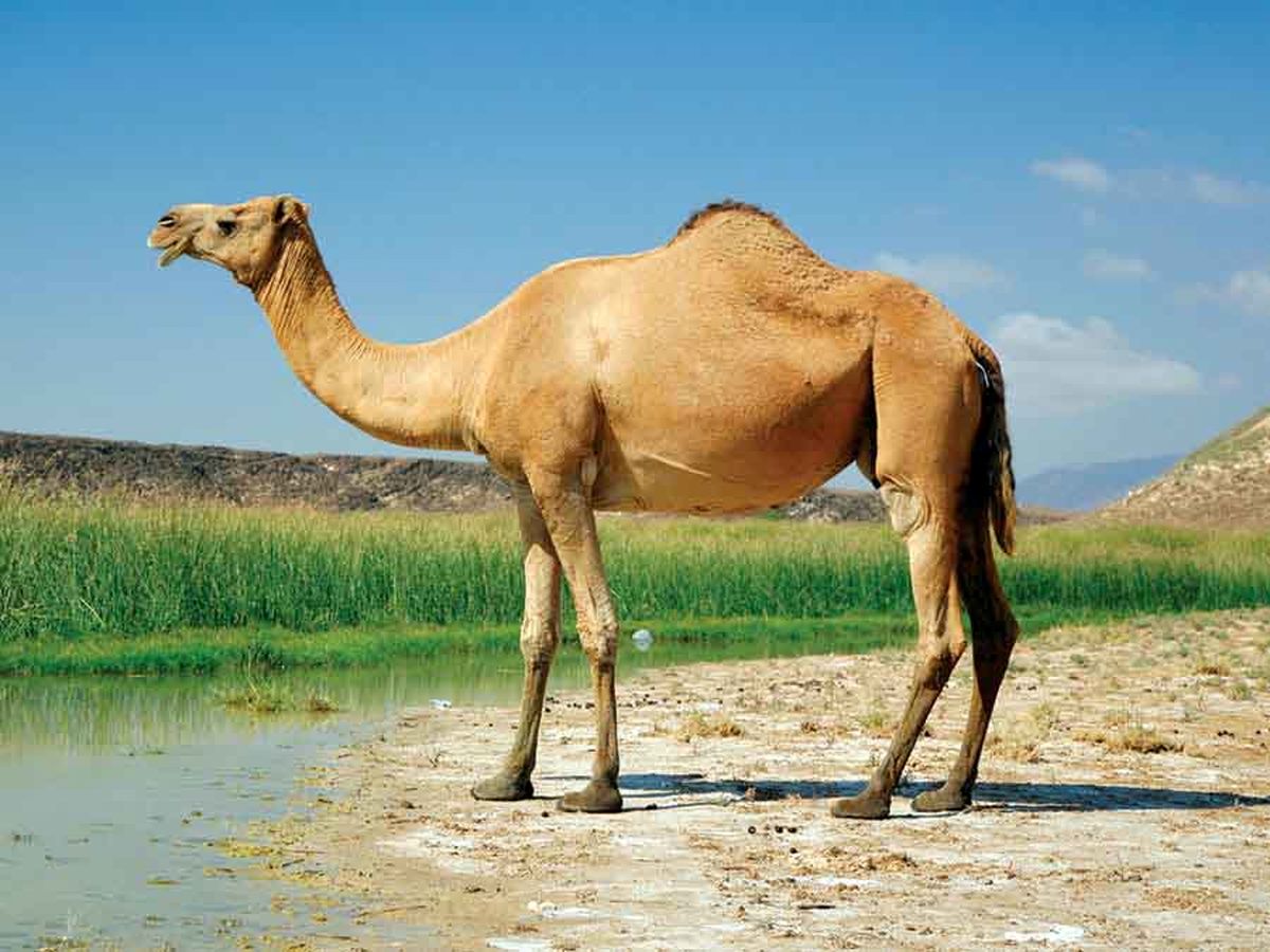 شتر جان دو نفر را گرفت