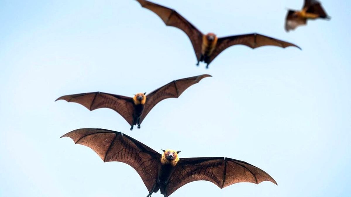 علت حضور خفاش ها در تهران 