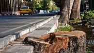 تکلیف جریمه قطع درختان تهران مشخص شد؟