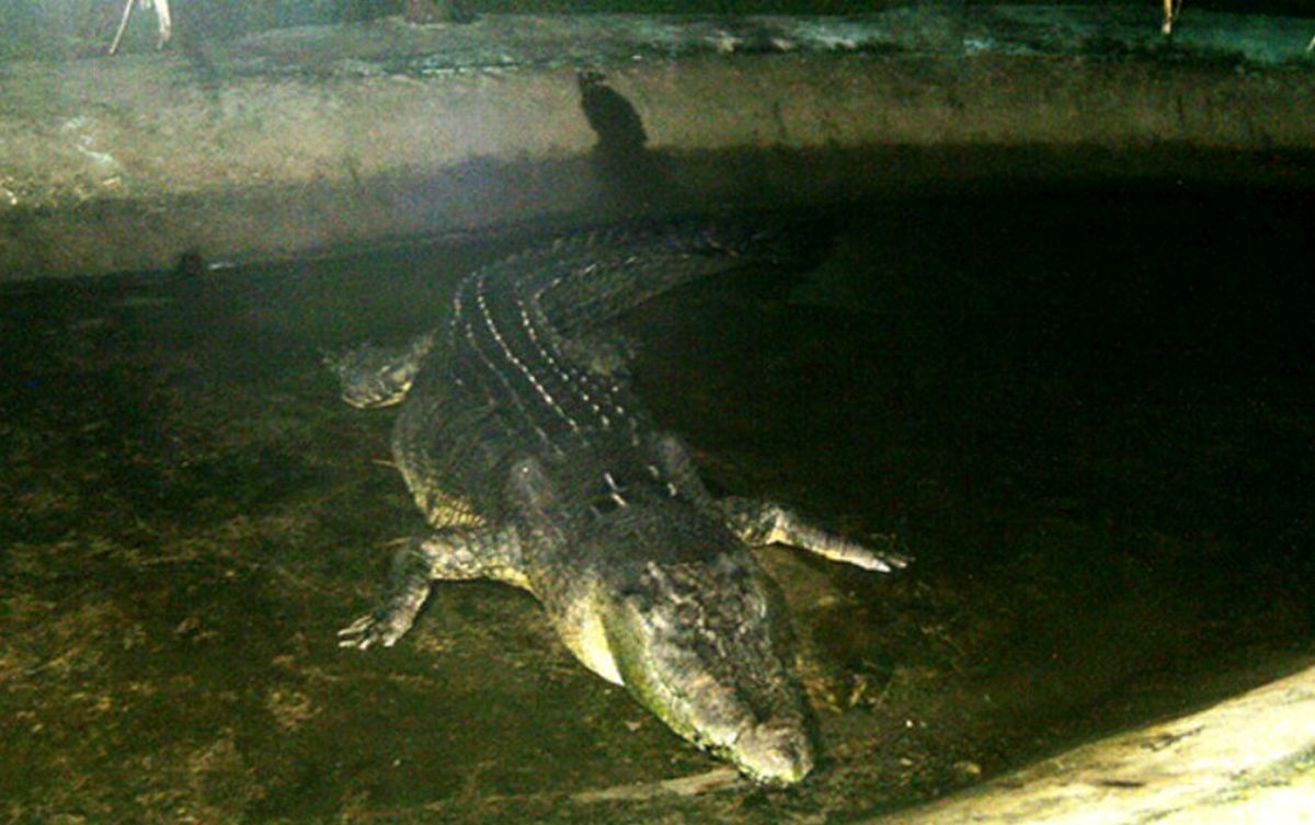 بزرگترین تمساح جهان را ببینید + عکس